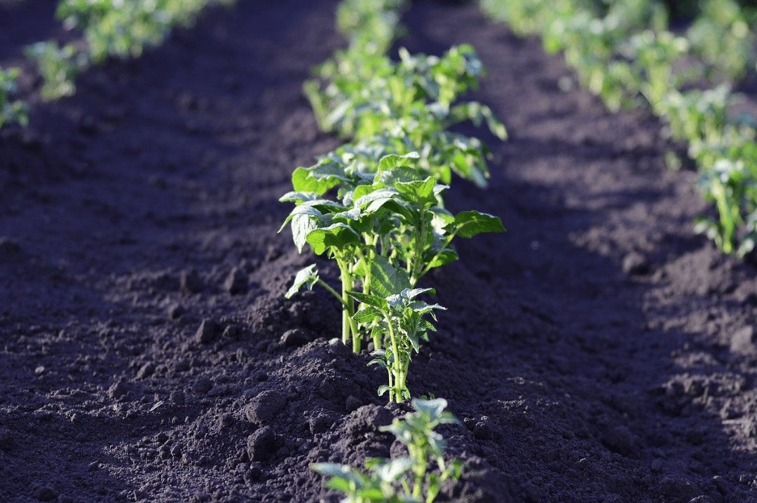 field potato harvest landing