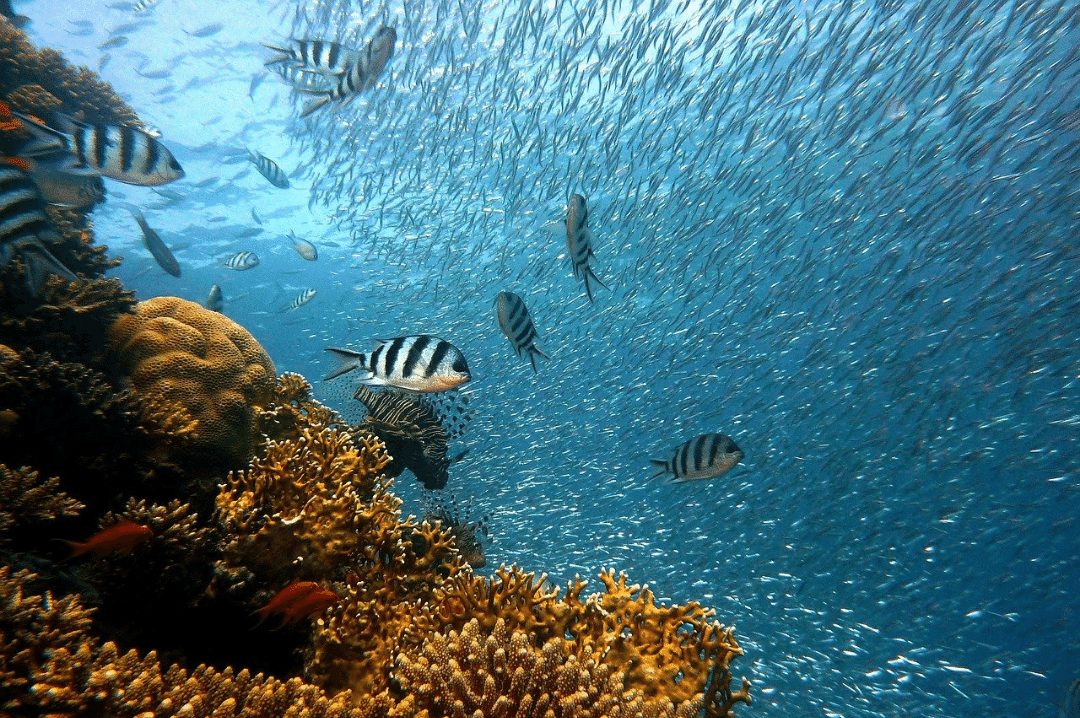 fish underwater corals sea ocean