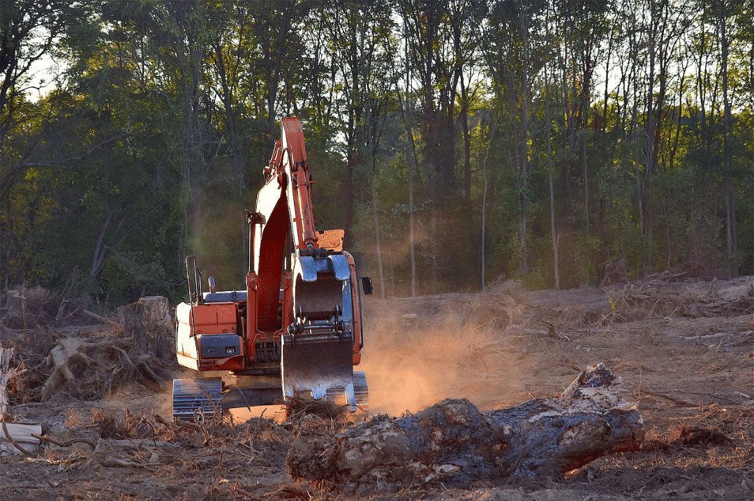forest deforestation
