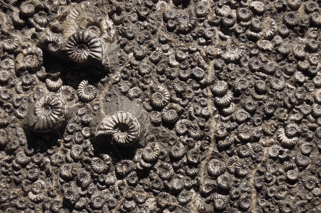 fossil museum ammonite