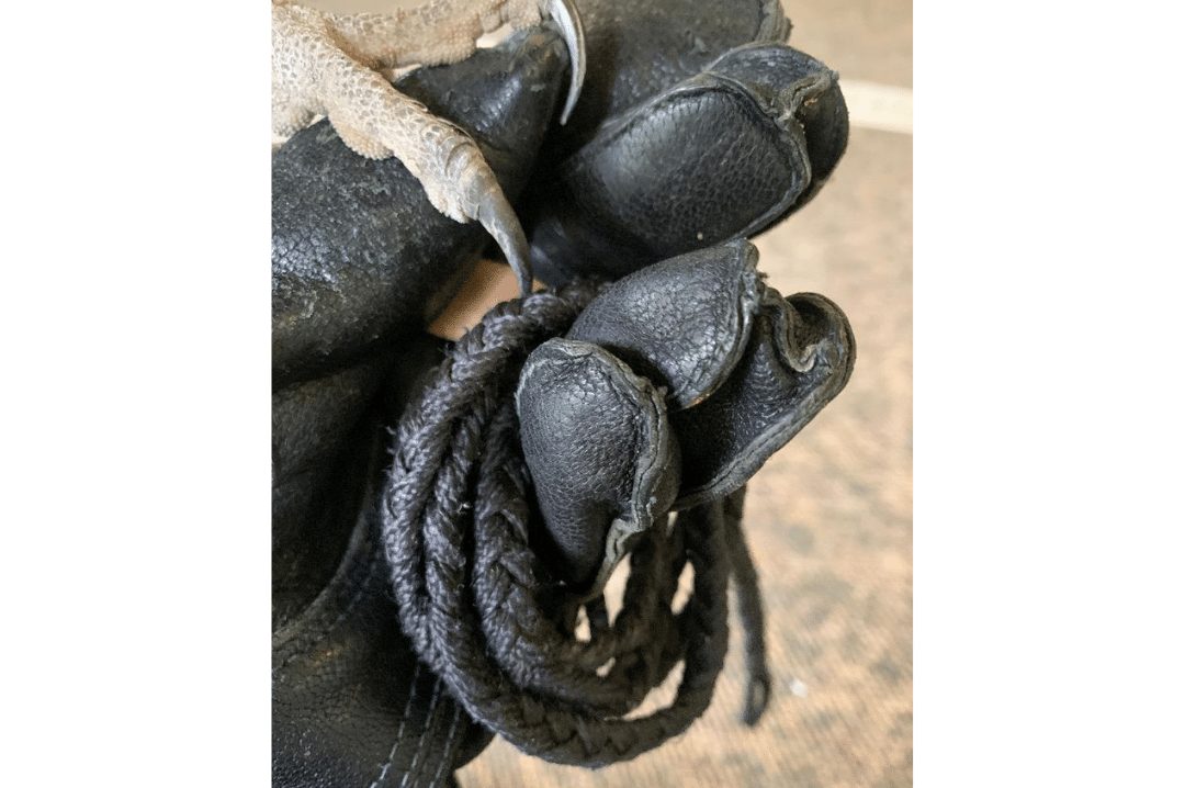 holding falconry leash 1