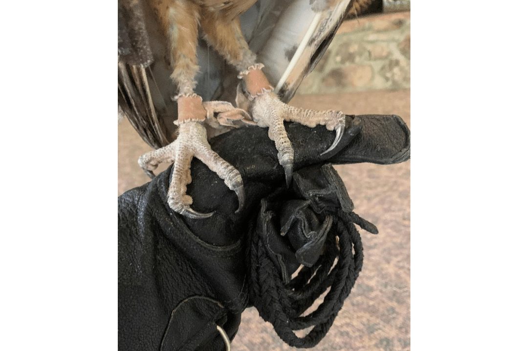 holding falconry leash 2
