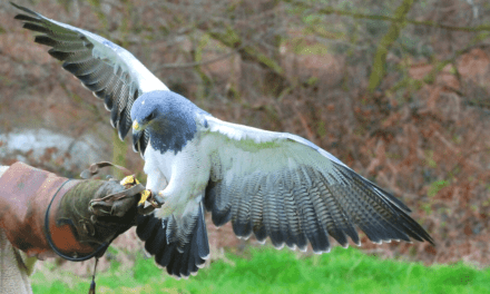 How education and falconry birds are attached to their handlers
