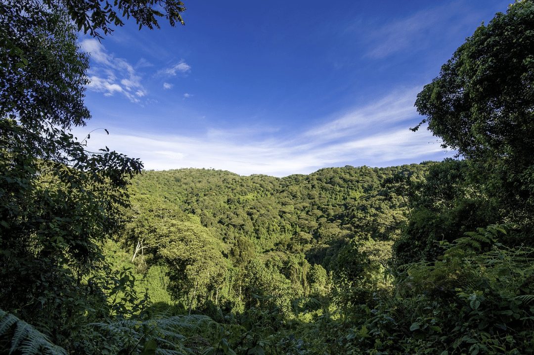 uganda jungle forest hill travel