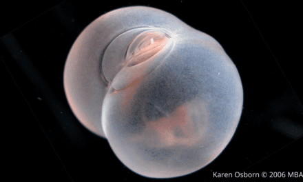 Chaetopterus: The Floating Butt