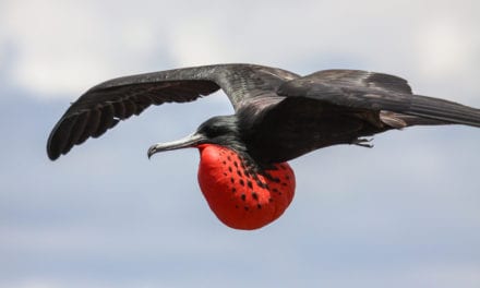 Frigatebird