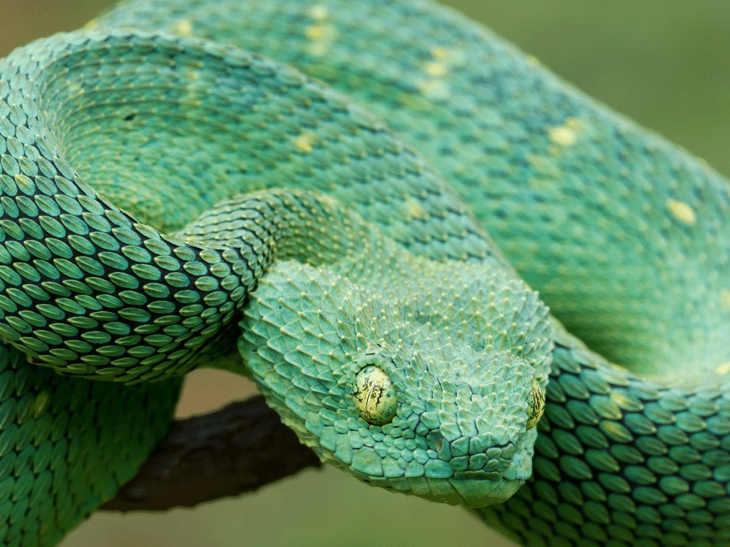 Hairy Bush Viper (Atheris hispida) - Venomous Snake Stock Photo