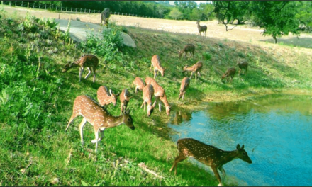 Oh, Deer! The History of the Axis Deer in Texas