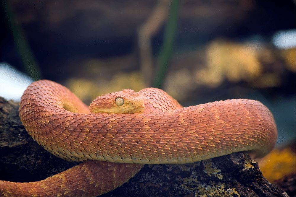 Spiny Bush Viper Facts | CRITTERFACTS