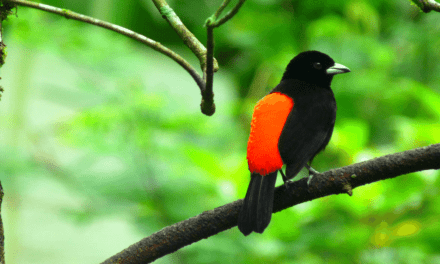Stuck in Costa Rica: How nature has helped one naturalist cope with COVID-19