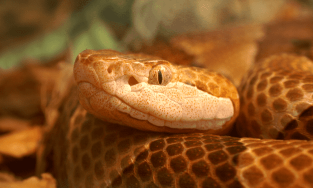 Snake venom: A possible breast cancer treatment