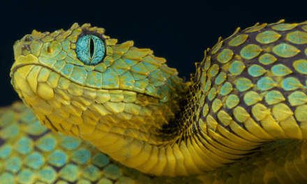 Spiny Bush Viper