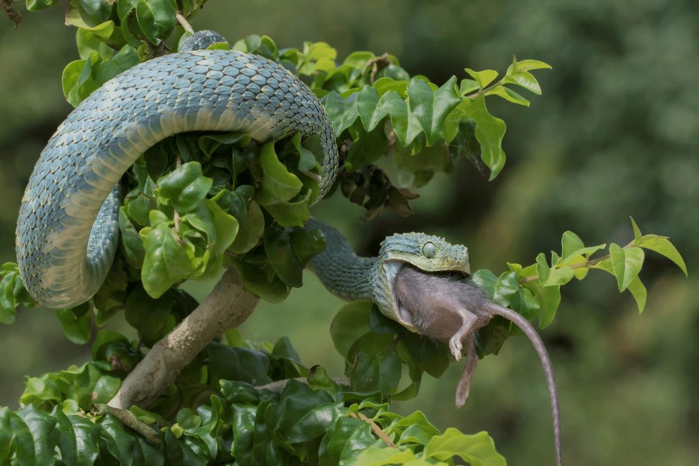 Spiny Bush Viper Facts - CRITTERFACTS