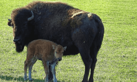 Bringing Back the Bison
