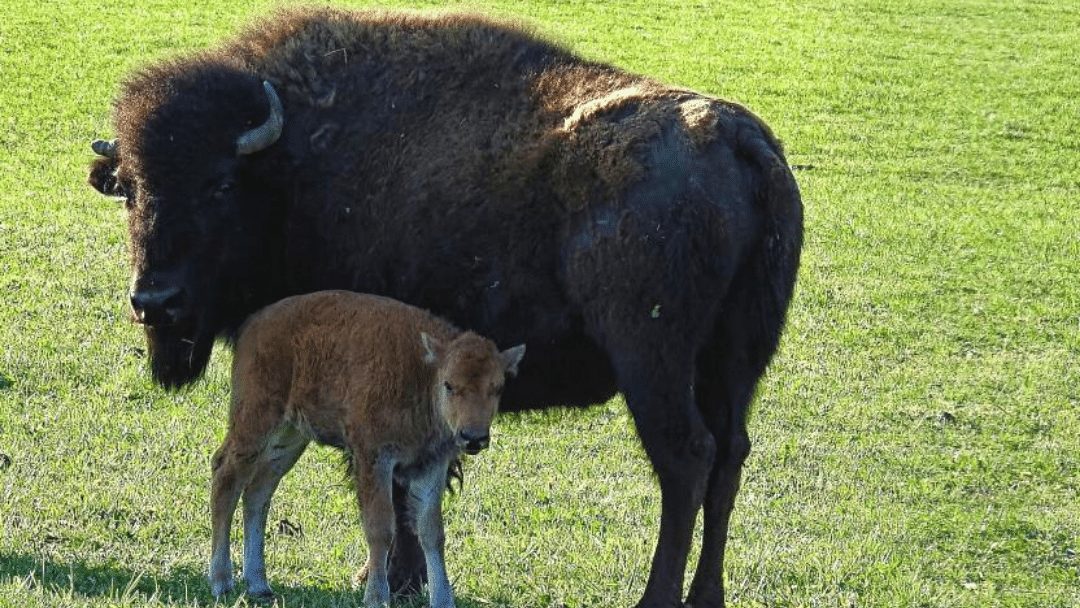 Bringing Back The Bison Critterfacts