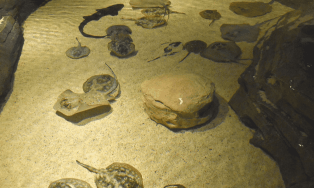 Sharks, Rays, and Eggs, Oh My!
