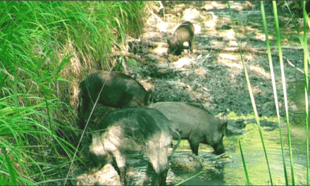 GOING HOG WILD – A LOOK AT THE FERAL HOG IN TEXAS