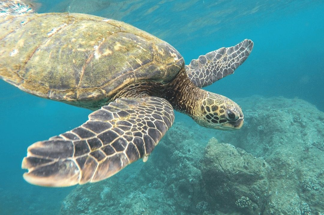 The Unique Characteristics of Six Sea Turtles Species - CRITTERFACTS