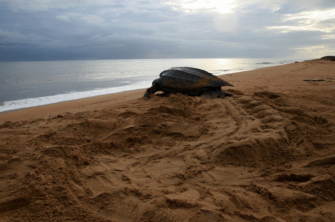 Leatherback Sea turtle on a beach
