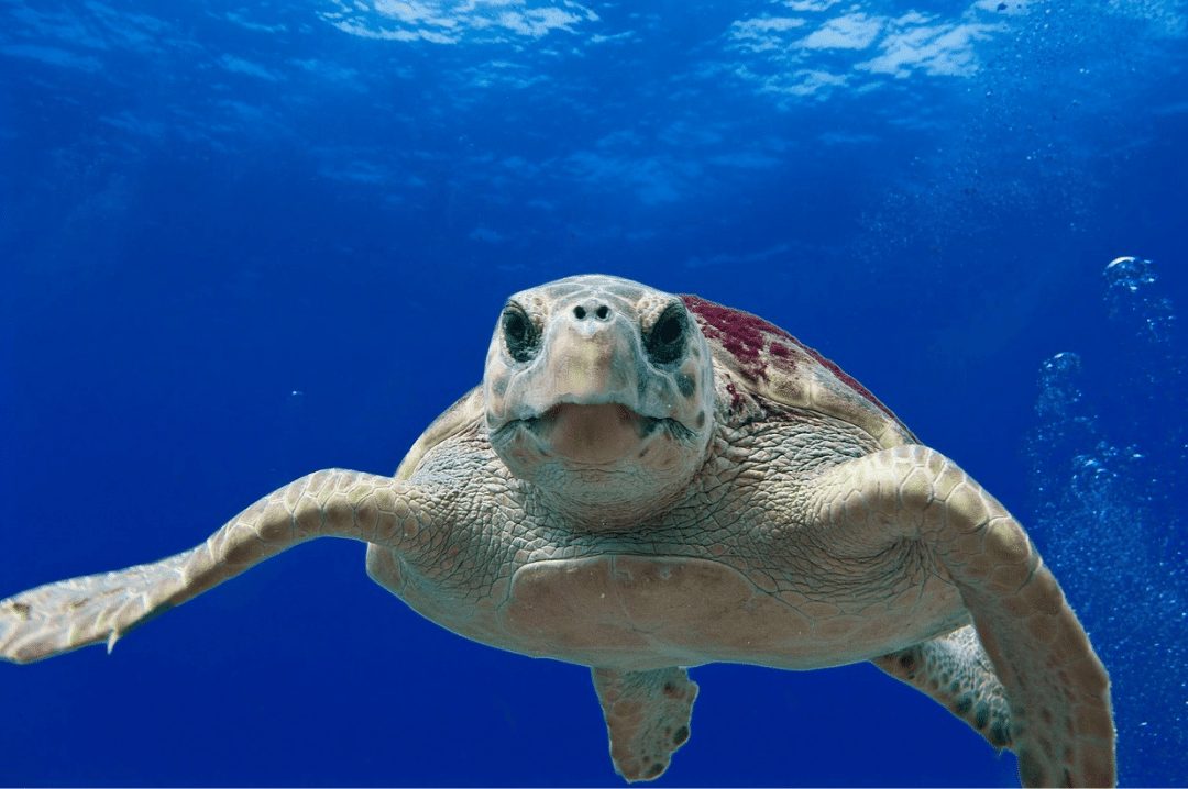 Loggerhead Sea Turtle Swimming