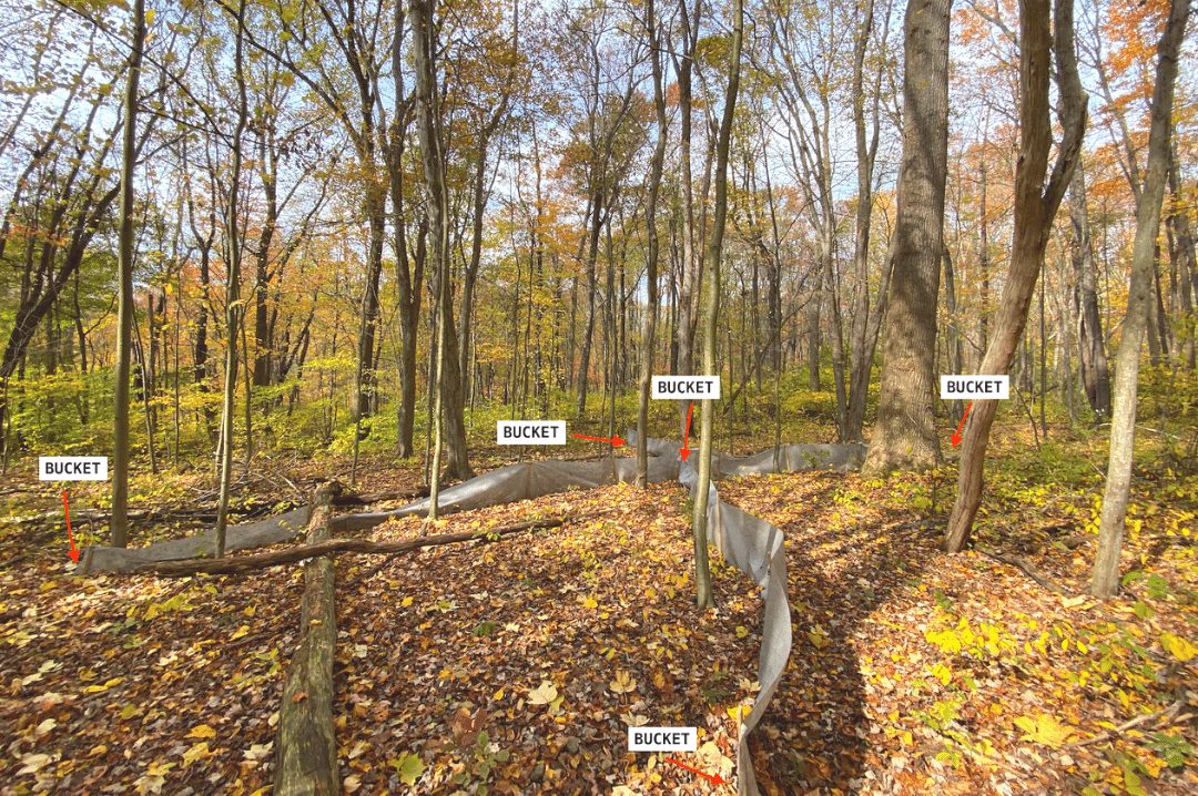 Species presence and absence survey