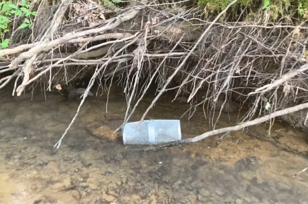 Terrestrial funnel trap