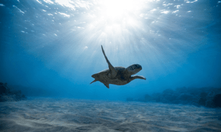 The Unique Characteristics of Six Sea Turtles Species