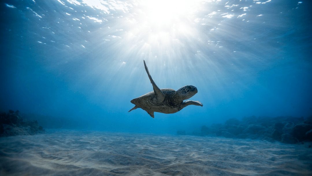 What Are 3 Characteristics Of Sea Turtle