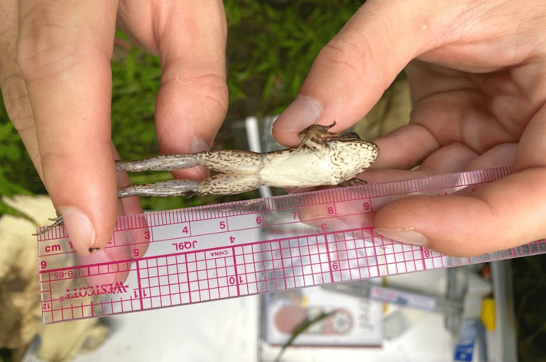 amphibian being examined