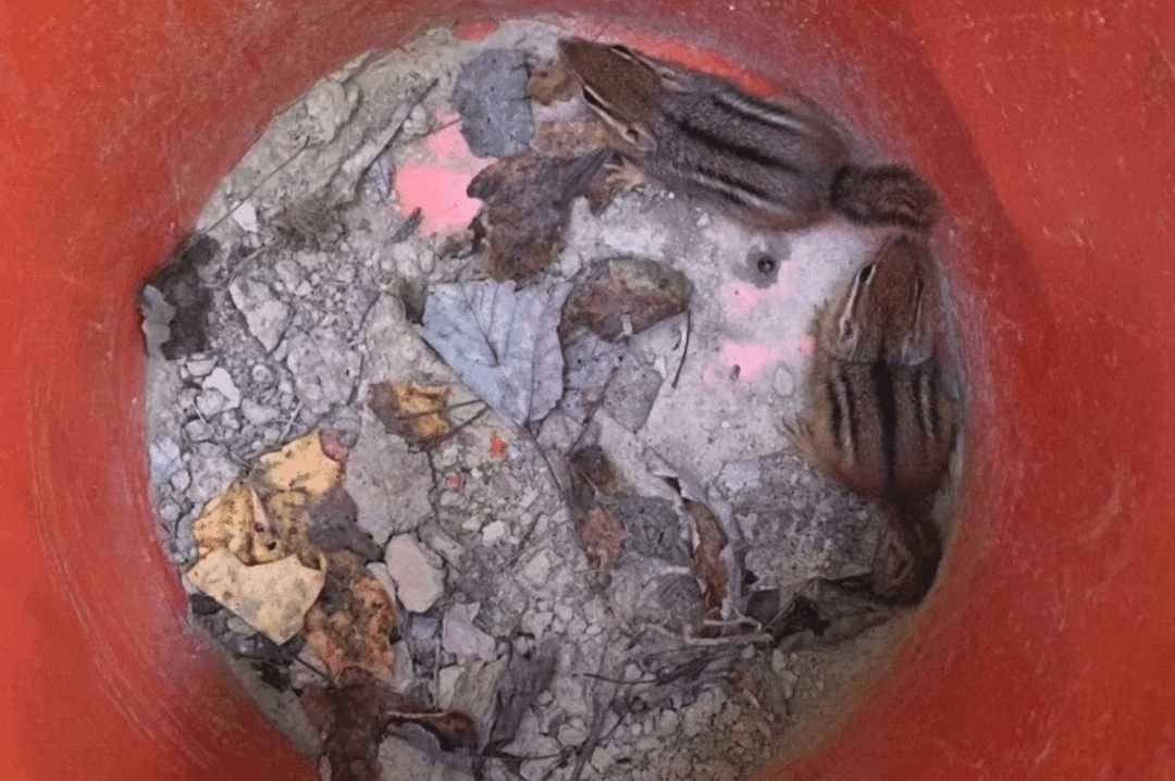 baby chipmunks in a bucket