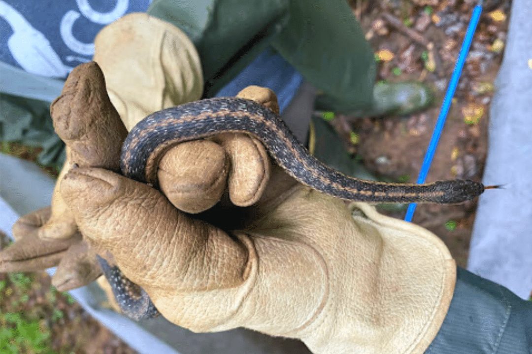 snake being examined