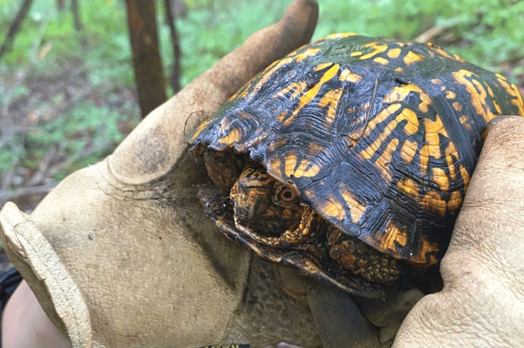turtle being examined