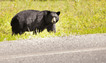 Black Bears Adapt to Human Landscapes