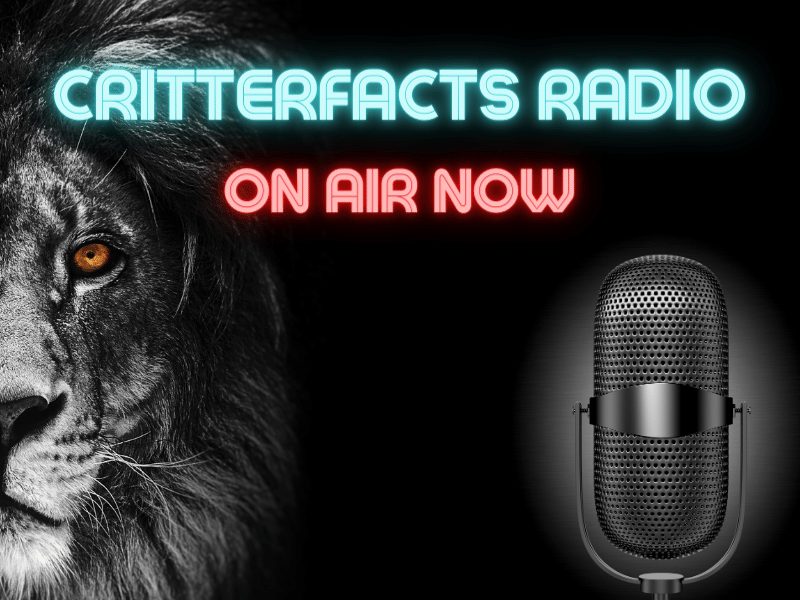 CRITTERFACTS RADIO