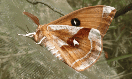 Evolution and Moths: Survival of the Fittest