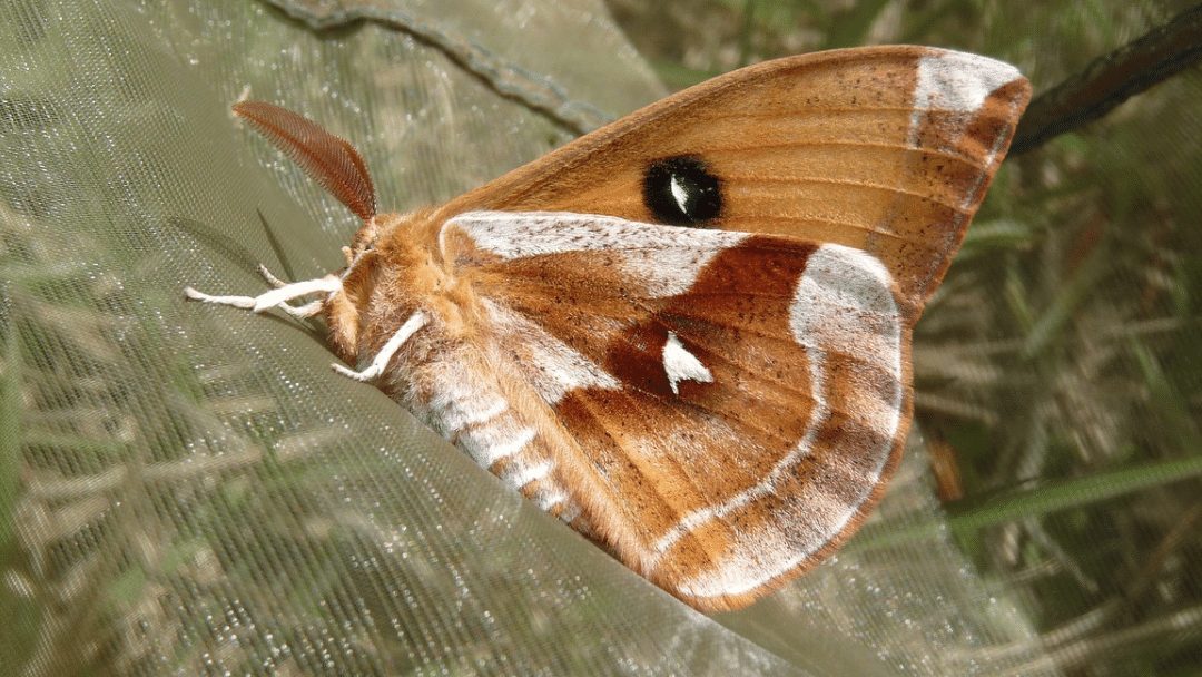 In Defense of Clothes Moths, Marvels of Evolution