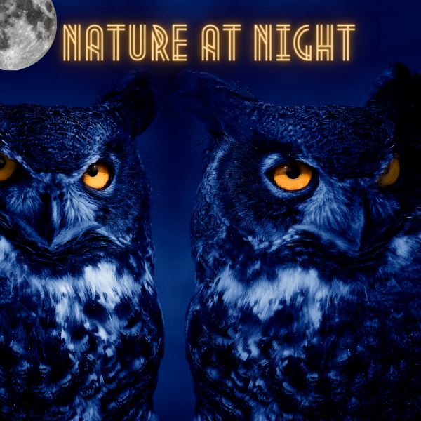Nature At Night