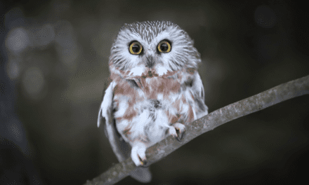Rocky the tiny owl that captured our hearts in 2020