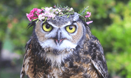 The Daily Life of Earl the Great Horned Owl