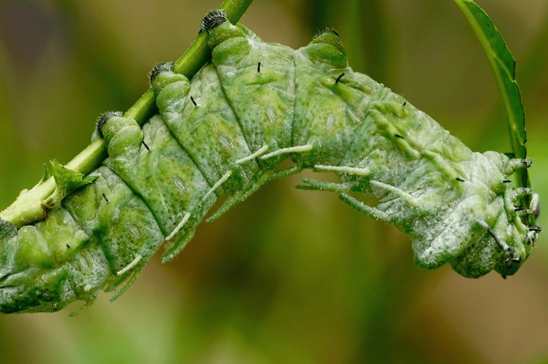 green caterpillar
