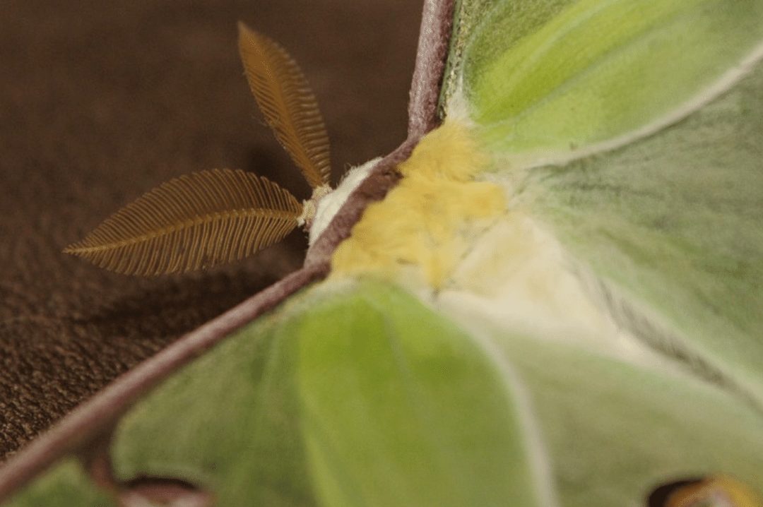 luna moth butterfly fluffy looking antennas