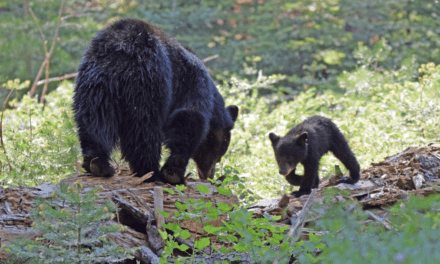 An Ursine Love Story