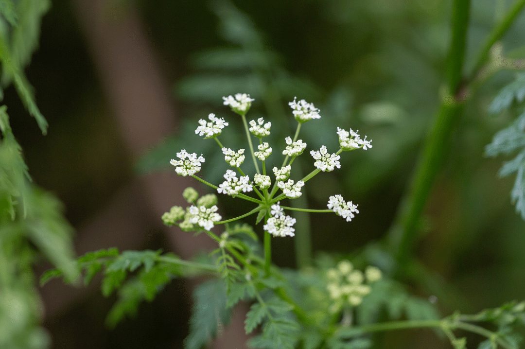 Poison Hemlock