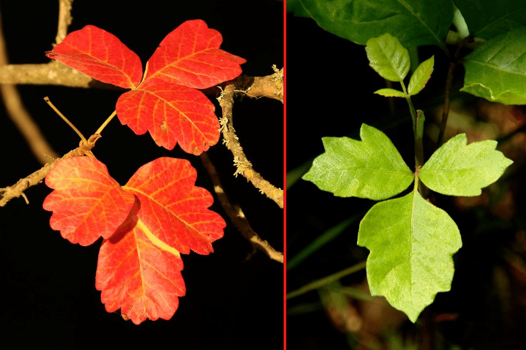 5 Poisonous Plants to Avoid While Hiking in Tennessee