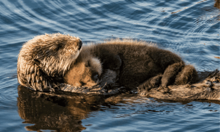 Sea Otter