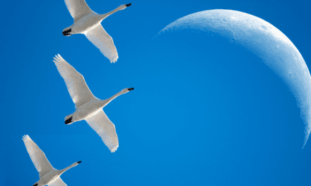 The Migratory Bird Treaty Act: Protecting Birds For Over 100 Years