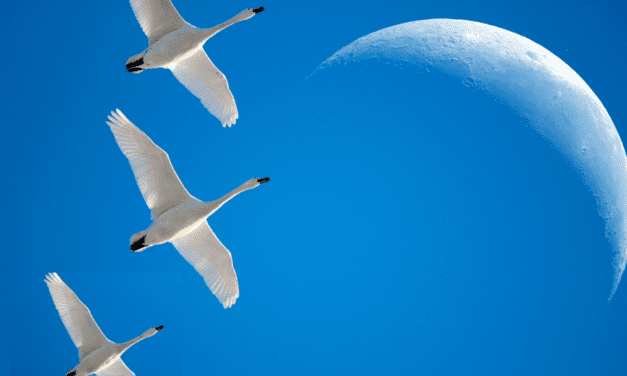 The Migratory Bird Treaty Act: Protecting Birds For Over 100 Years