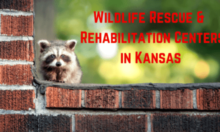Top 5 Best Wildlife Rescue – Rehabilitation Centers in Kansas