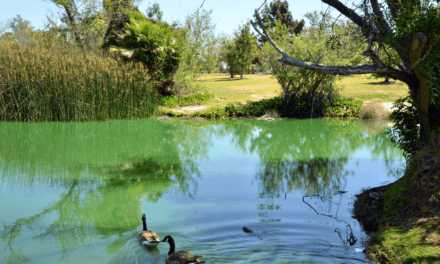 Why do lakes turn green?