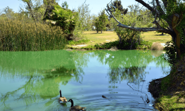 Why do lakes turn green?
